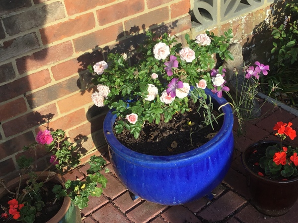 Ideas for LARGE planter