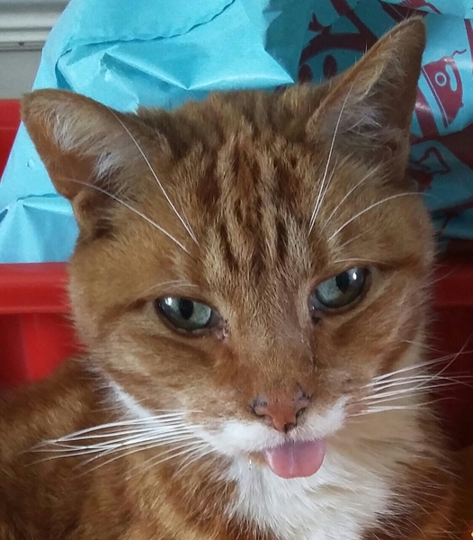 Friendliest cat breed?