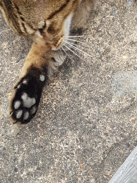 Next door's -thug- cat