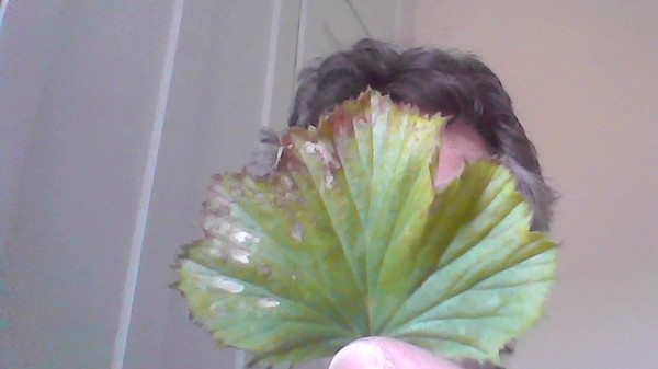 sick  Regal Pelargonium