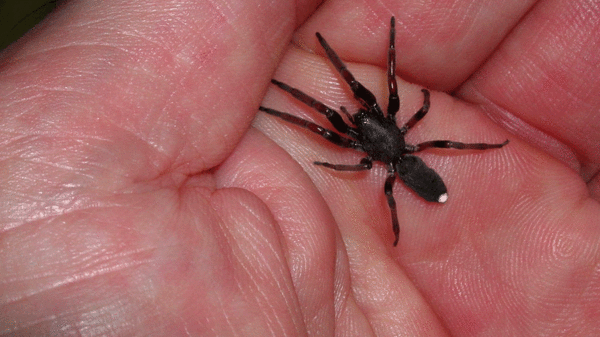 To not be able to kill anything? Even poisonous spiders?
