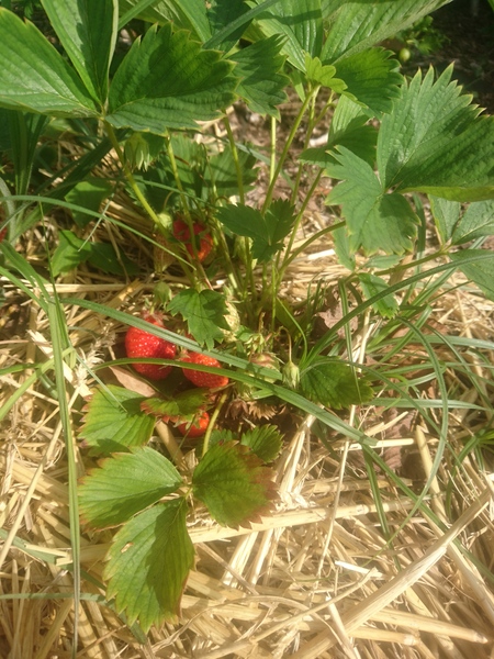 Allotment/Veg Patch Thread 14 ! growing into summer