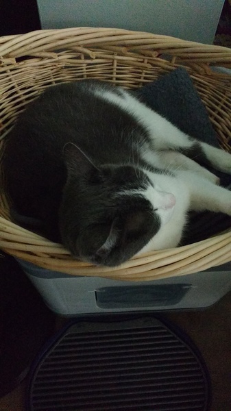What's your DCat up to today? (Thread 7!)