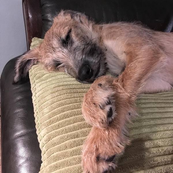 Lurcher- Just the way they are?