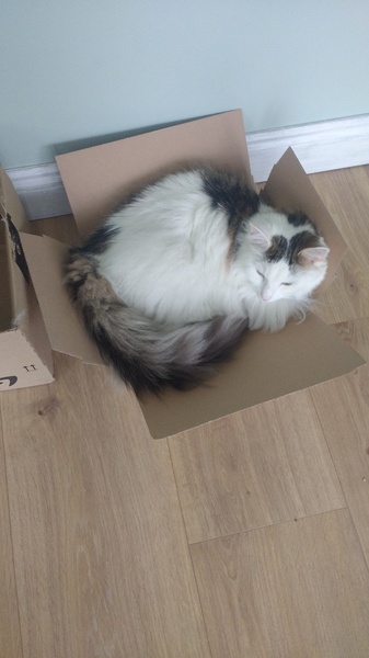What's your DCat up to today? (Thread 7!)