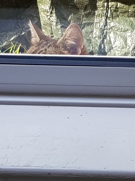 Next door's -thug- cat