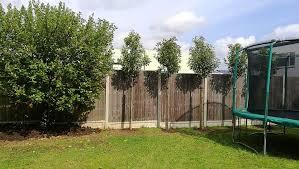 Best way to get privacy in garden?