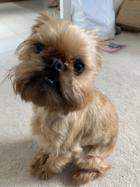 Show me your dogs