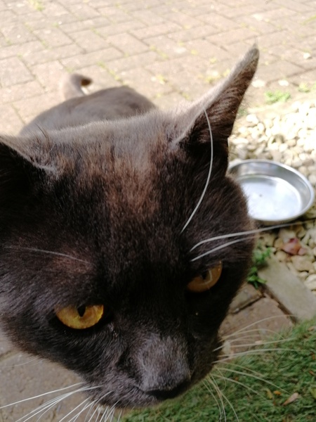 Stray cat trying to move in!