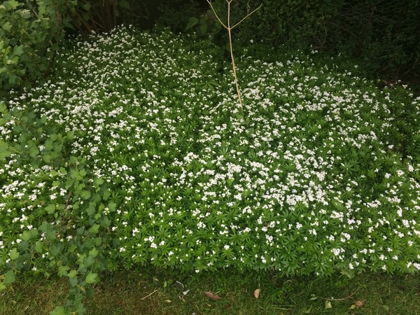 Any Witches Here? Part 8.