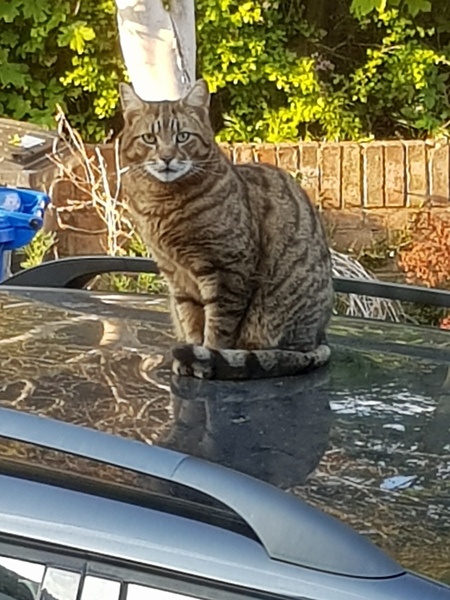 Next door's -thug- cat