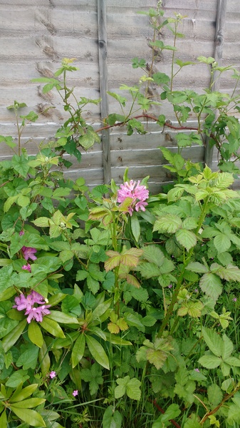 Dealing with an overgrown garden - help!