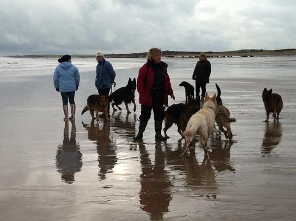 My dog fears German Shepherds - help!!!!