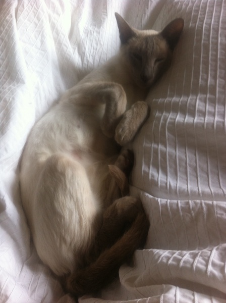 Westministenders: The One Where Everyone is an Election Expert For 3 Days