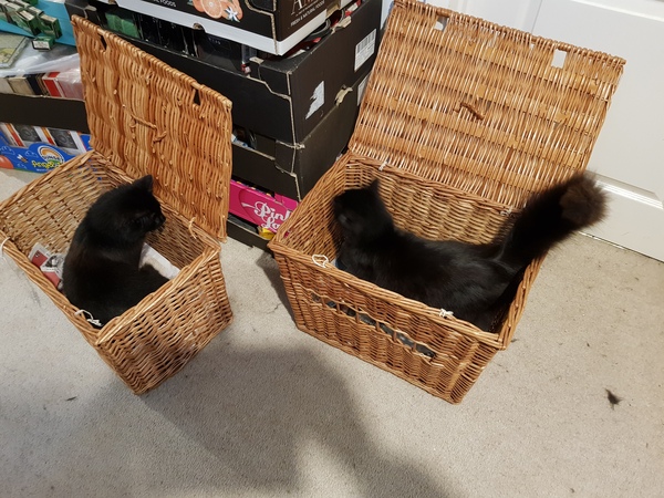 What's your DCat up to today? (Thread 7!)
