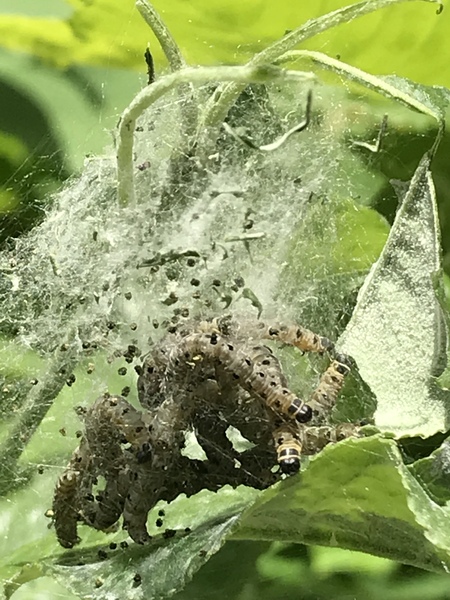 Butterfly cobwebs on laurel -established shrub