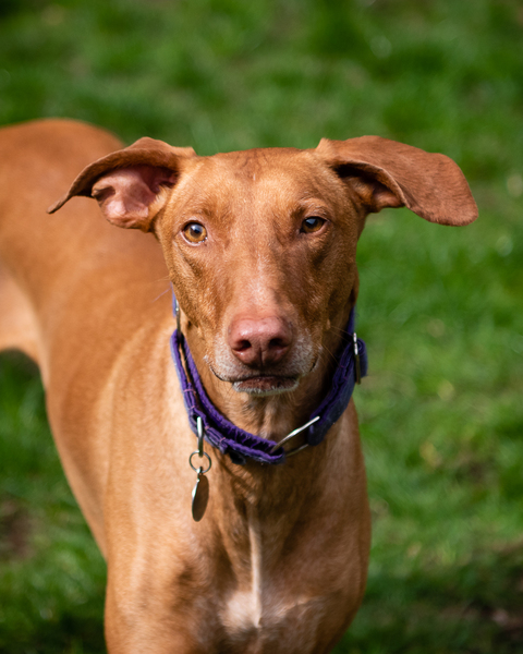 To expect to be able to re-home a rescue dog when I have two children?