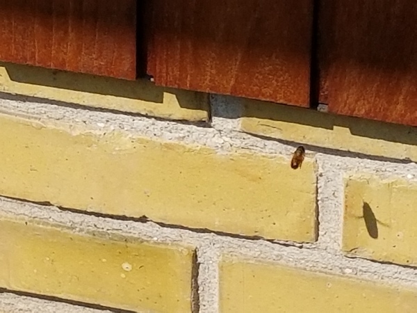 Help! Is this a wasp or bees' nest in our wall