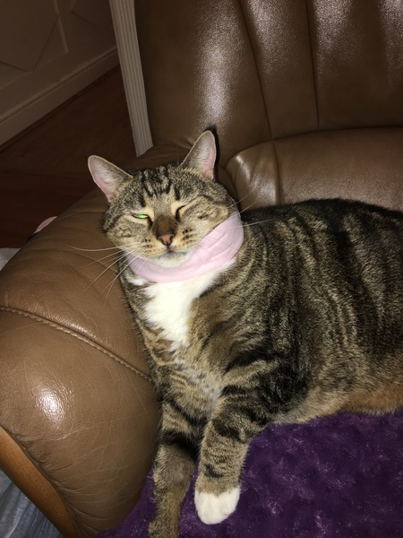 Your cat's favourite baked potato filling - testers here