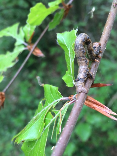 Any Witches Here? Part 8.