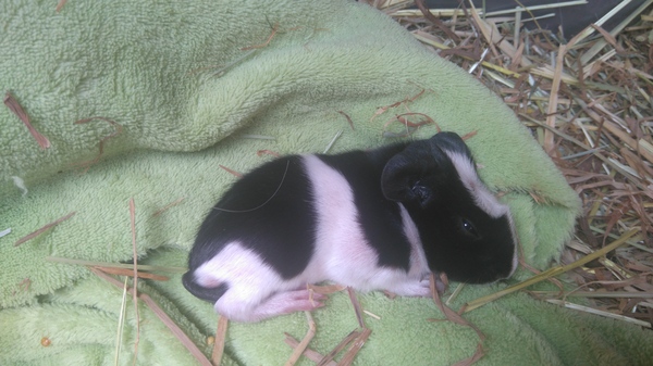 Huge Problem With Guinea Pigs