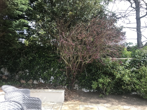 What to put in flower bed