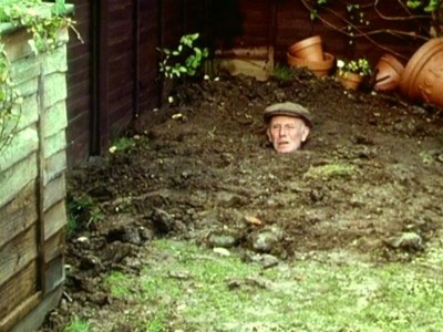 Neighbour planted 3 new bushes/trees in my garden!