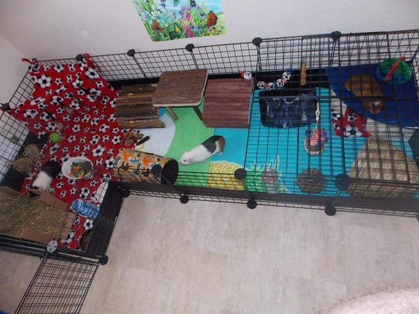 Who would like to see some newborn guinea pigs? 😍