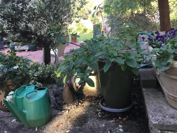 Ideas for LARGE planter