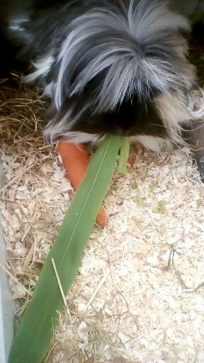 Thrifty fresh treat for your piggies. Home sown popping corn.