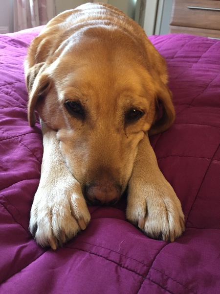 To expect to be able to re-home a rescue dog when I have two children?