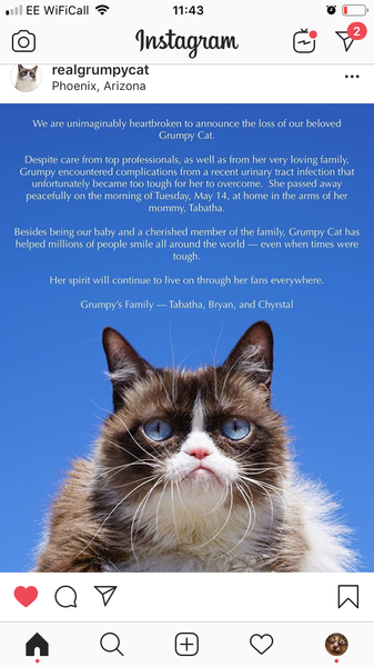 Grumpy Cat has died