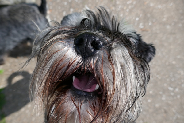 Westminstenders: A fully functioning government?