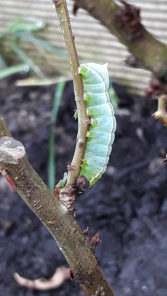 Can anyone identify this Caterpillar please?