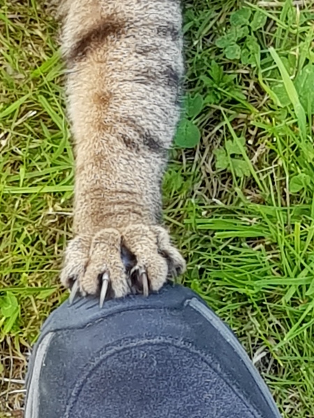 Next door's -thug- cat