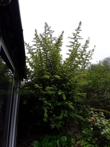 Neighbour planted 3 new bushes/trees in my garden!