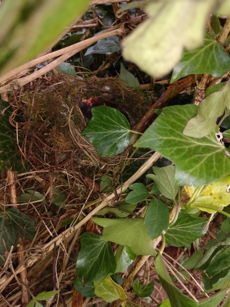 Bird nest fallen to ground