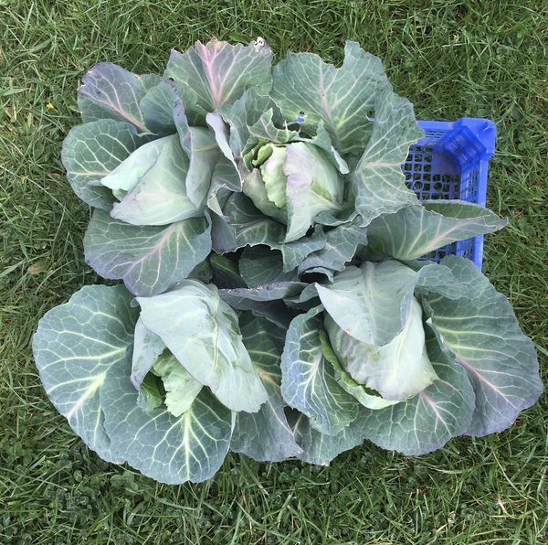 Allotment?Veg Patch Thread 13! Are we weathering the weather?