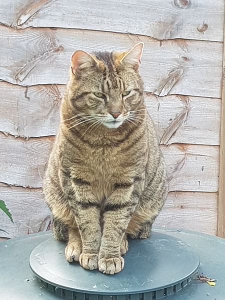 Next door's -thug- cat