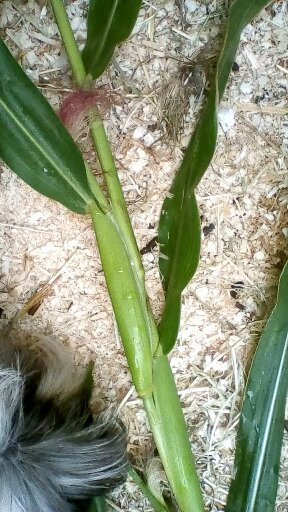 Thrifty fresh treat for your piggies. Home sown popping corn.