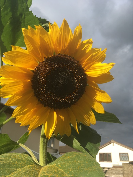 Growing sunflowers