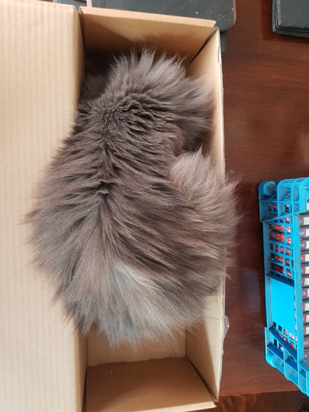 What's your DCat up to today? (Thread 7!)