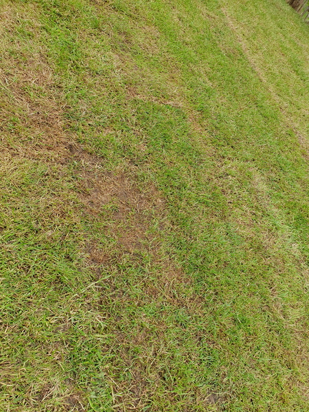 New turf looking patchy, will it be ok?