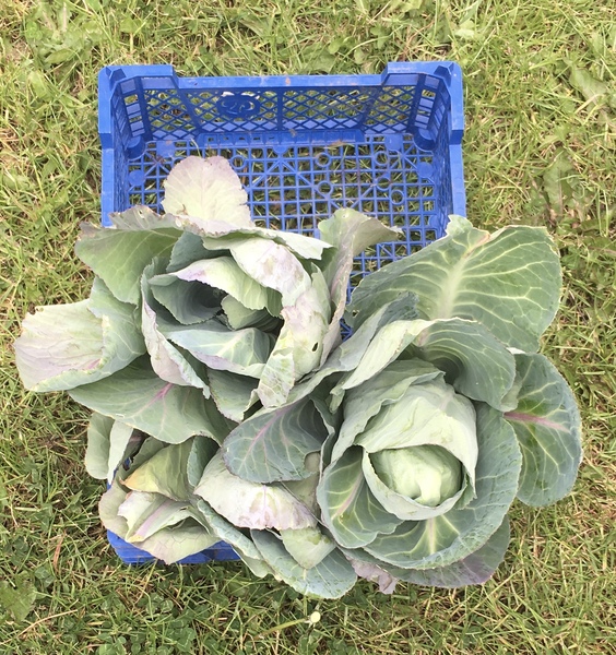 Allotment/Veg Patch Thread 14 ! growing into summer
