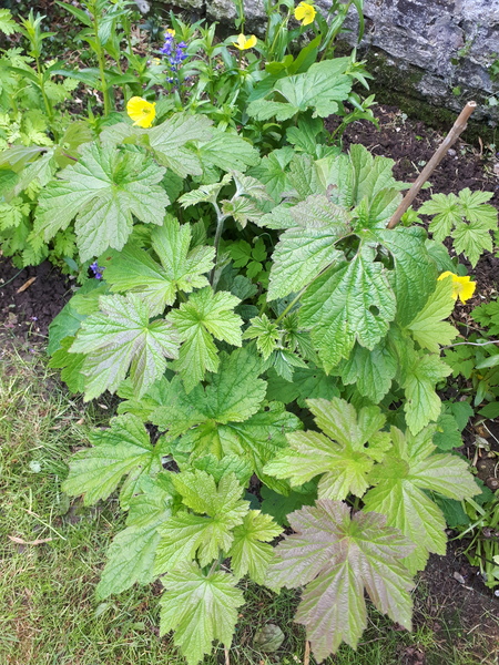 Are there any gardening experts here?