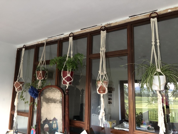 How many houseplants do you have?