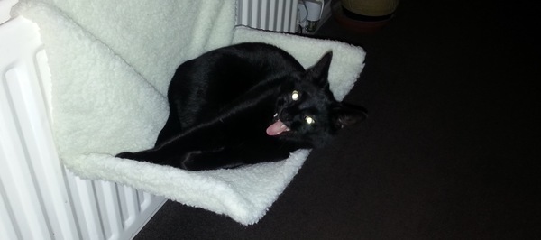 My cat bit me this morning (light hearted)