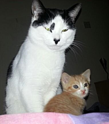 My cat is cheating on his partner.