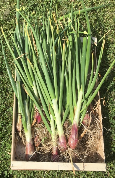 Allotment/Veg Patch Thread 14 ! growing into summer