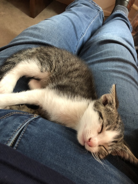 How quickly can I change kitten’s food?